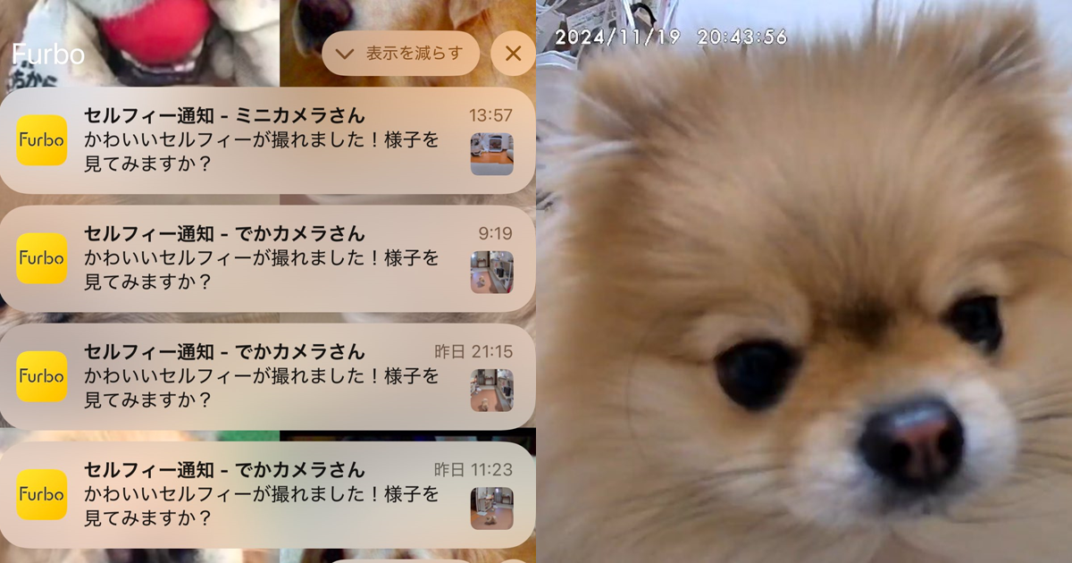 時代在進步，這年頭狗狗也懂自拍？推主表示他的手機滿滿的「狗狗自拍通知」引發熱烈討論
