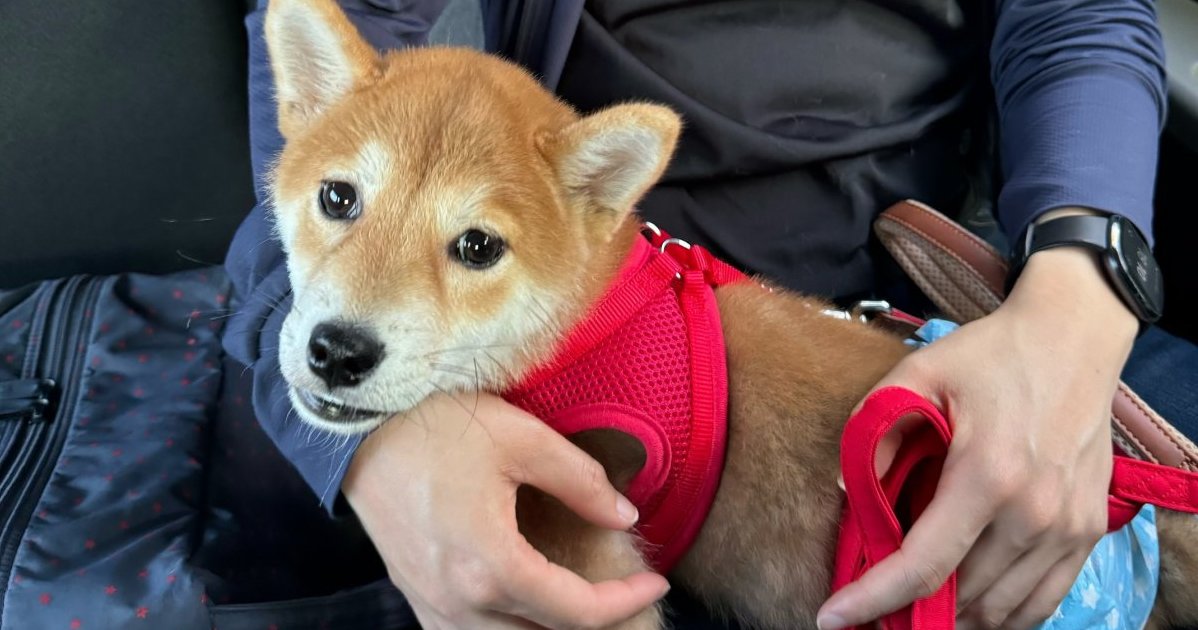 曾在寵物店滯留的5萬日圓柴犬　半年後的變化令人動容！網友：「這孩子等到了命中註定的主人」