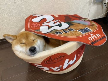 來一碗「柴式烏龍麵」吧！懶洋洋的柴犬睡在碗裝烏龍麵的可愛模樣成為推特熱門話題