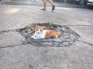 《為什麼那隻貓那麼重？》日本街頭出現神貓壓毀建築　引發各國網友討論真相