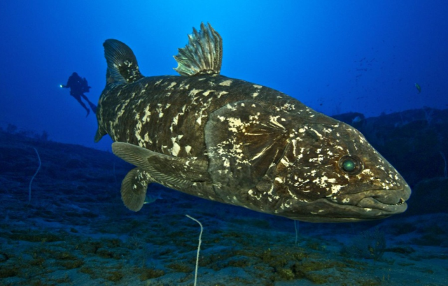《神隱少女》小千爸爸吃的食物不是肉圓!原畫師解謎:是腔棘魚胃袋