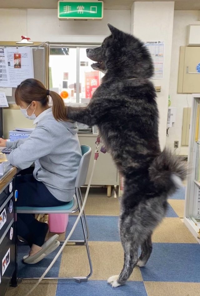 未滿2歲就達40公斤 日本秋田犬會館看板犬專長 按摩 讓網友萌心大發 日刊電電