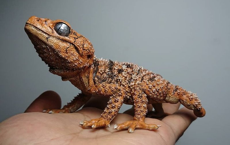 SO-TA 擬真生物第三彈「1/1 鬼玉尾守宮 ＆ 犰狳蜥」轉蛋 精緻再現棘皮細節與防禦姿態！