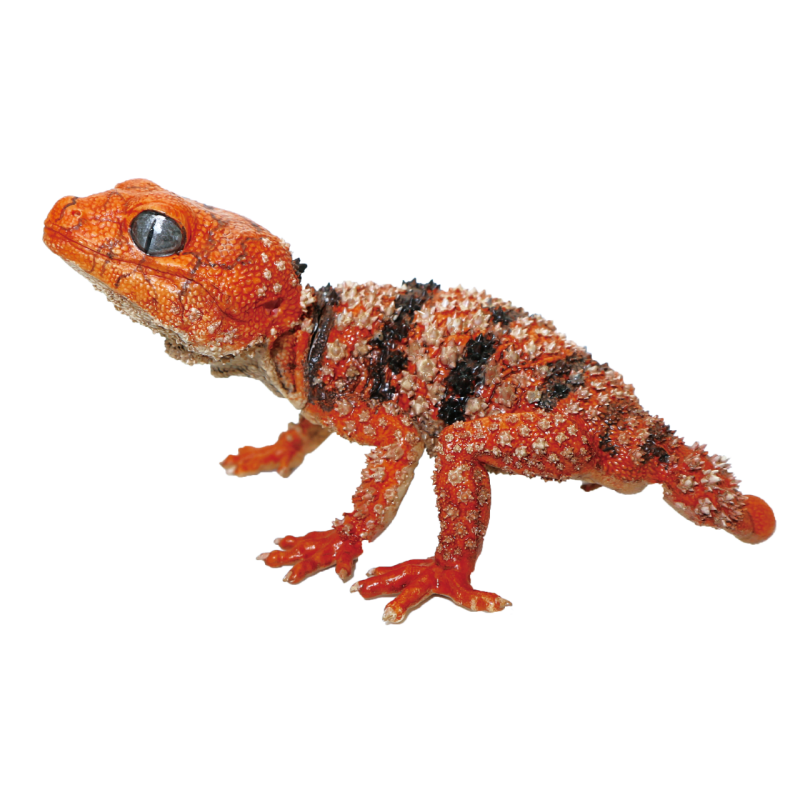 SO-TA 擬真生物第三彈「1/1 鬼玉尾守宮 ＆ 犰狳蜥」轉蛋 精緻再現棘皮細節與防禦姿態！