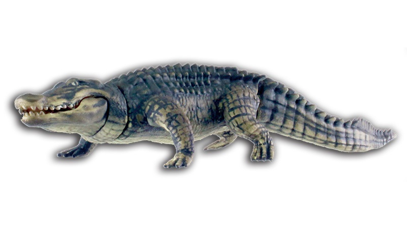 T-ARTS《危險生物大百科》第三彈「恐怖的牙」轉蛋 再現短吻鱷與烏龜的矛盾大對決！