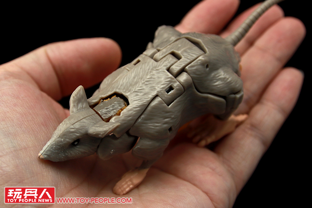 永無止息的困獸之鬥！孩之寶變形金剛經典世代系列塞博坦之戰「王國」第二波 開箱報告