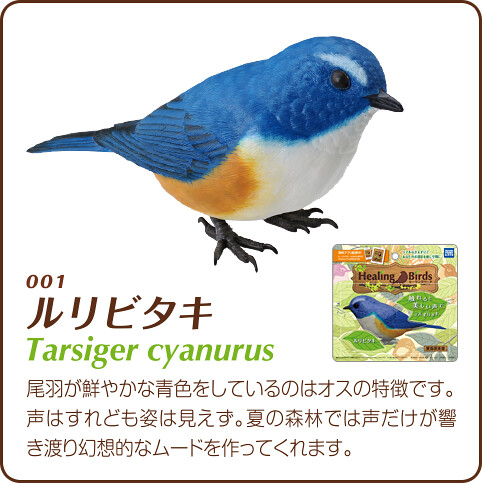 療癒神作「Healing Birds」推薦！