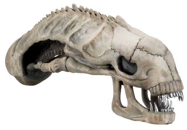 塵歸塵土歸土終究一堆白骨？！NECA【異形頭蓋骨】Xenomorph Skull 1：1 完全復刻 異形迷必備化石收藏！！
