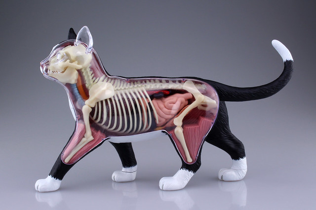 鏟屎官們必備款～(淚目) 4D VISION ANIMAL 動物解剖模型No．29 貓(黑