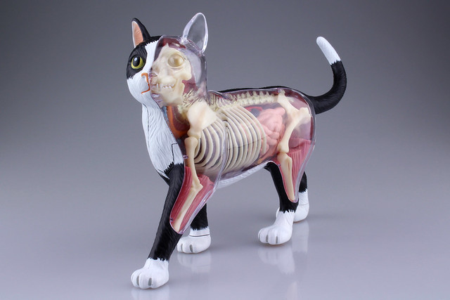 鏟屎官們必備款～(淚目) 4D VISION ANIMAL 動物解剖模型No．29 貓(黑 