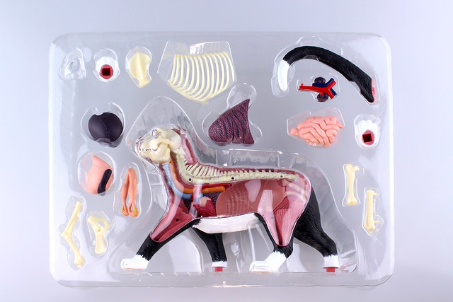 動物解剖模型 4D VISION 猫 茶白 青島文化教材社-