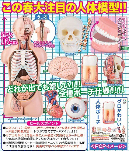 自然色彩轉蛋系列 「人體解剖模型」新作公開！サイエンステクニカラー 人体解剖模型ポーチ[仮]