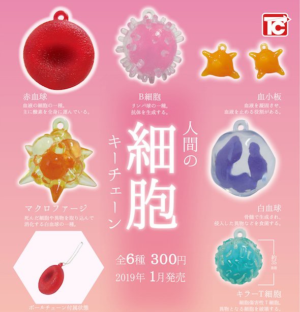 在你體內工作的細胞們是長這樣的！ 轉蛋新作「人類細胞鑰匙圈（人間の細胞キーチェーン）」