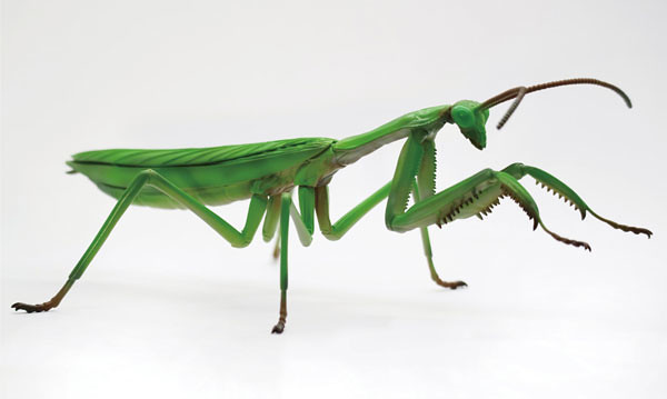 FUJIMI 《自由研究系列 》「生物篇 枯葉大刀螳」組裝模型作品！自由研究シリーズ No.23 いきもの編 オオカマキリ プラモデル