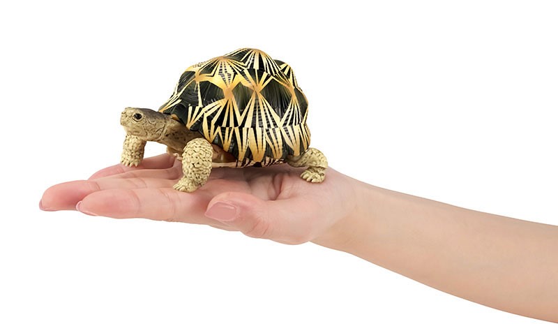 超人氣龜龜大好評第二彈！GASHAPON「烏龜02」轉蛋（かめ02）全五款