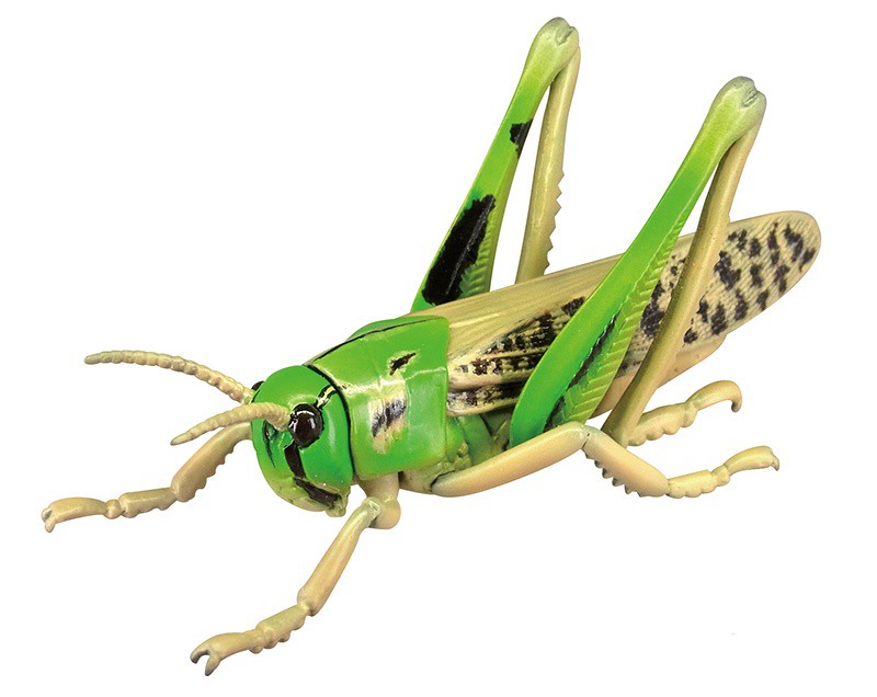 抓到狼蛛了～T-ARTS 昆蟲之森G「大襲來！巨型蜘蛛」轉蛋（昆虫の森G 大襲来！ジャイアントスパイダー）全五種