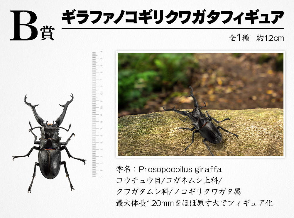 ○専用○ 昆虫　A賞　Ｂ賞 超人氣蟲蟲夏日襲來！一番賞「昆蟲LIFE with INSECT」原尺寸擬真
