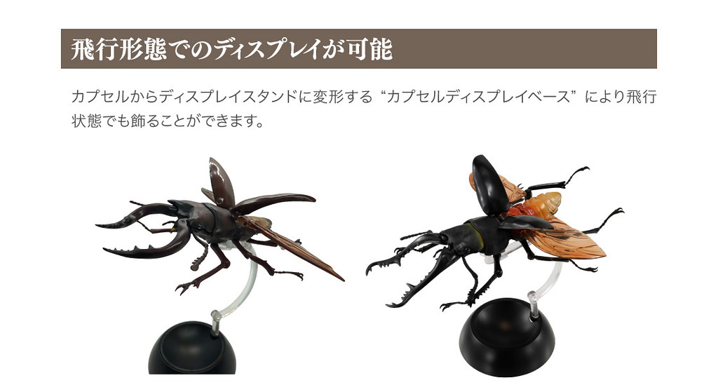 GASHAPON 昆蟲圖鑑超擬真「鍬形蟲」環保扭蛋 超人氣甲蟲14公分登場!