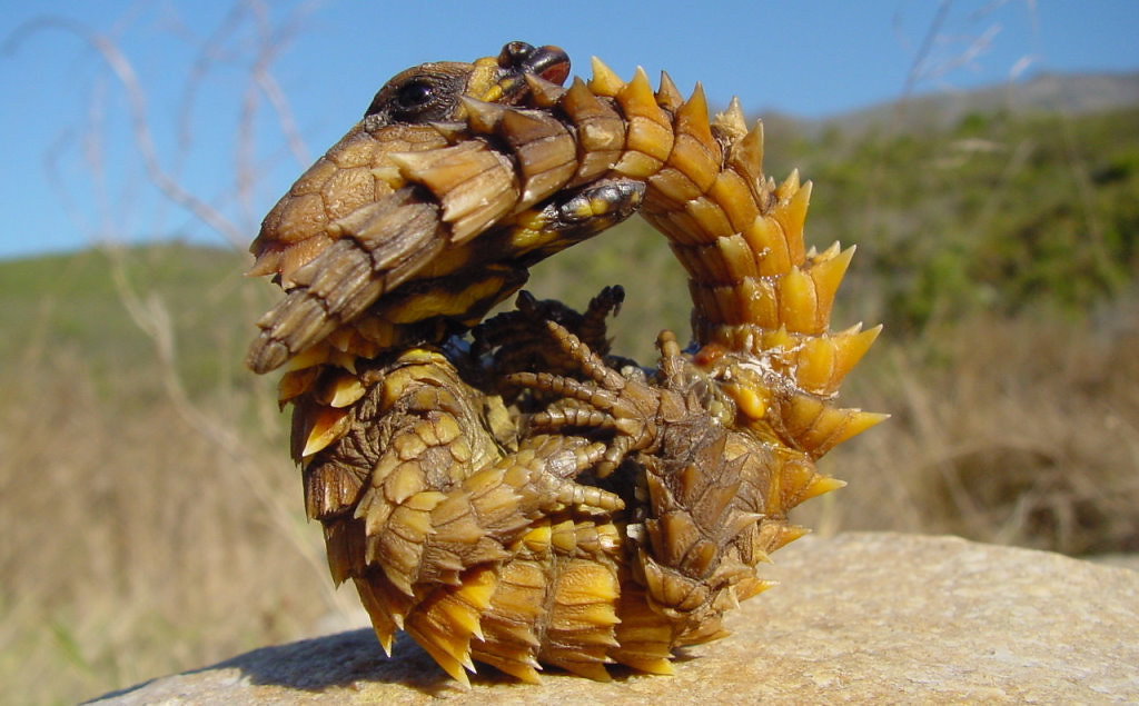 GASHAPON 超擬真環保轉蛋「團子蟲07 犰狳蜥篇」咬著尾巴捲成一圈的萌獸鎧甲龍來啦~!