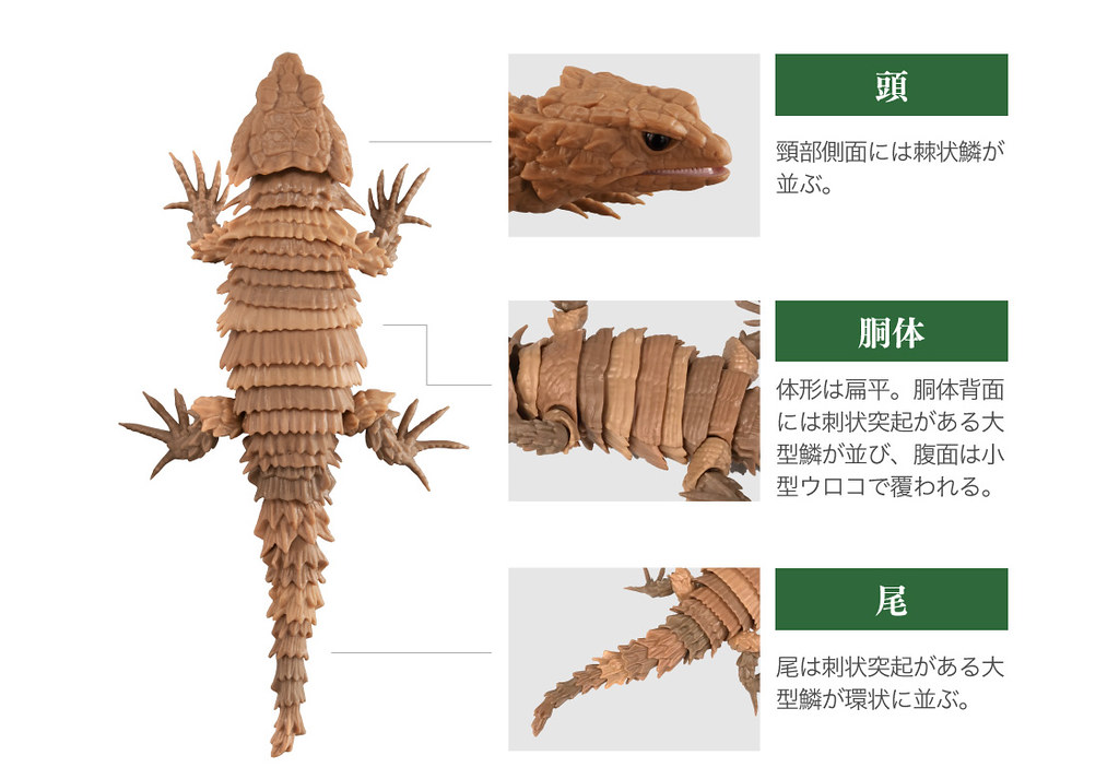 GASHAPON 超擬真環保轉蛋「團子蟲07 犰狳蜥篇」咬著尾巴捲成一圈的萌獸鎧甲龍來啦~!