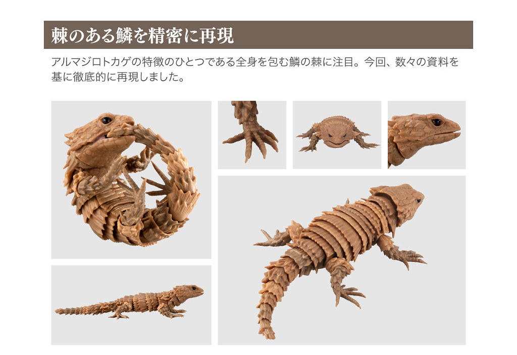 GASHAPON 超擬真環保轉蛋「團子蟲07 犰狳蜥篇」咬著尾巴捲成一圈的萌獸鎧甲龍來啦~!