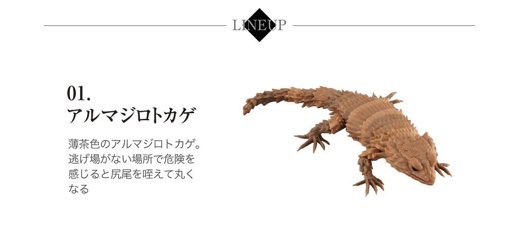 GASHAPON 超擬真環保轉蛋「團子蟲07 犰狳蜥篇」咬著尾巴捲成一圈的萌獸鎧甲龍來啦~!