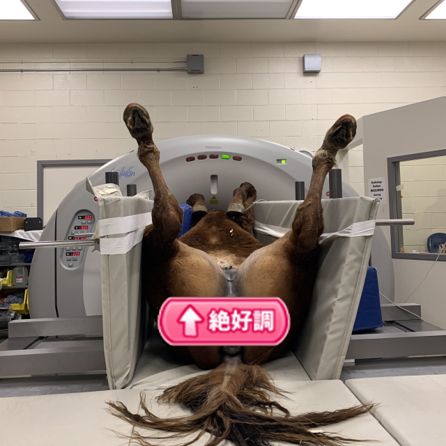 馬娘照無碼外流  日本獸醫斷層掃瞄引批評:「太色請撤照」