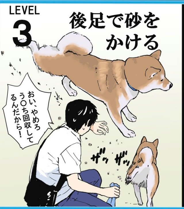 柴奴超有共鳴 日本推主分享養柴日常經驗並列出八項超有感事件排名 日刊電電