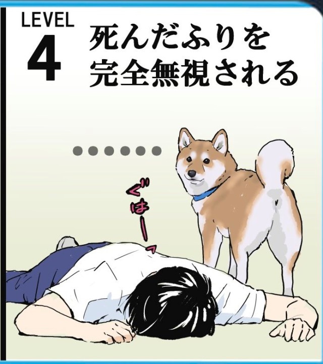 柴奴超有共鳴 日本推主分享養柴日常經驗並列出八項超有感事件排名 日刊電電