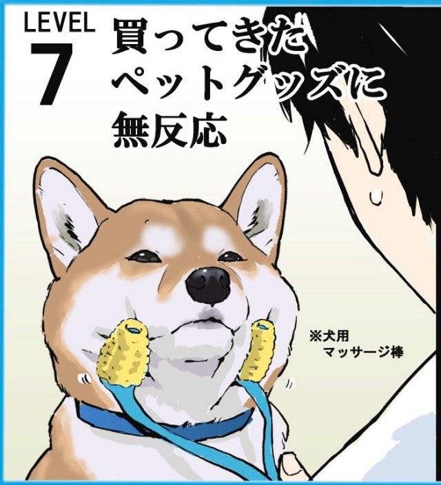 柴奴超有共鳴 日本推主分享養柴日常經驗並列出八項超有感事件排名 日刊電電