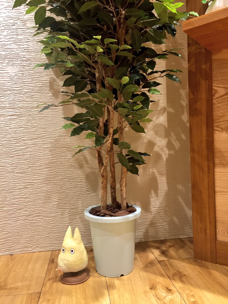 小梅的大發現！橡子共和國《龍貓》「找到了！小龍貓」再現初登場的疾走～