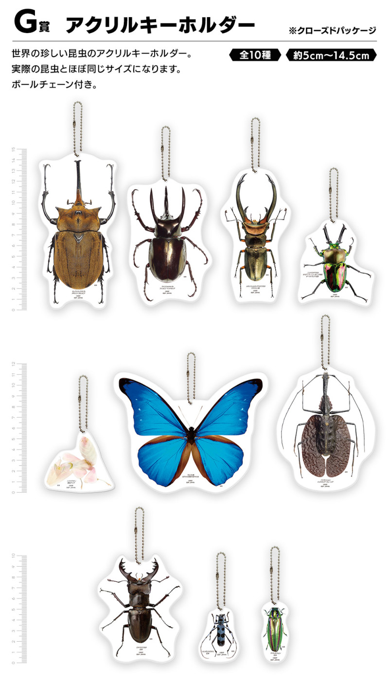螳螂魔王vs甲蟲勇者！一番賞昆蟲「世界的昆蟲大集合!!」20公分霸氣開戰