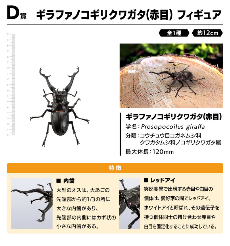 螳螂魔王vs甲蟲勇者！一番賞昆蟲「世界的昆蟲大集合!!」20公分霸氣開戰