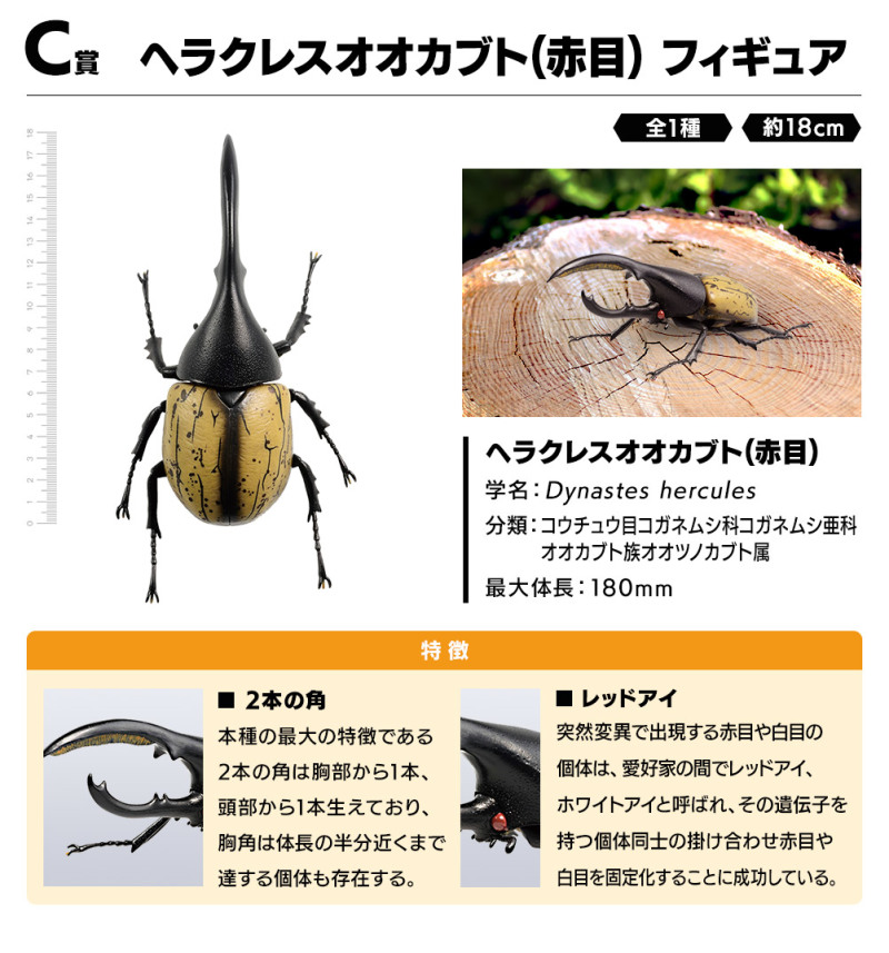 螳螂魔王vs甲蟲勇者！一番賞昆蟲「世界的昆蟲大集合!!」20公分霸氣開戰