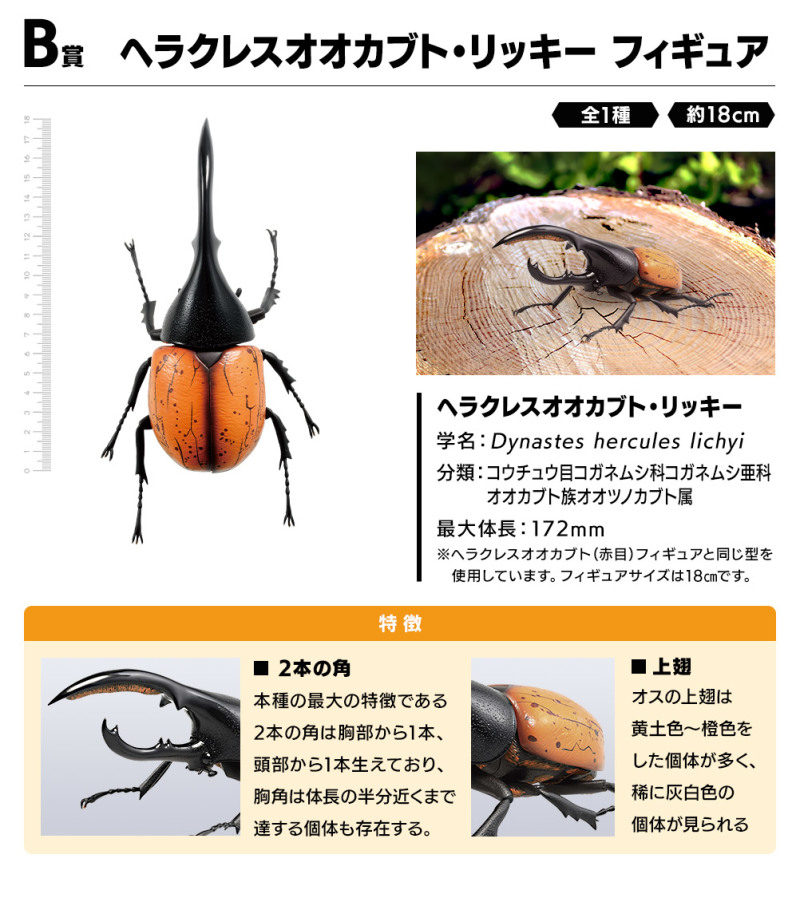 螳螂魔王vs甲蟲勇者！一番賞昆蟲「世界的昆蟲大集合!!」20公分霸氣開戰