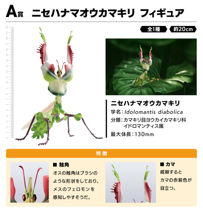 螳螂魔王vs甲蟲勇者！一番賞昆蟲「世界的昆蟲大集合!!」20公分霸氣開戰