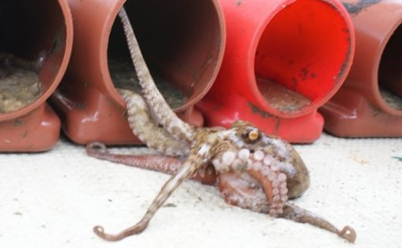 給他章魚不如給他章魚壺？兵庫縣明石市推出超鬧故鄉稅回禮「章魚壺擁有權」