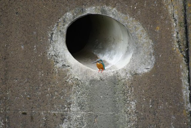 鴿子太大！翠鳥「站排水口休息」突遭擊墜....你怎從水管出來？？