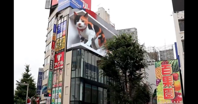 新宿東口出現巨貓！超現實「裸視3D巨幕」　晚上打哈欠更是心跳停止級可愛