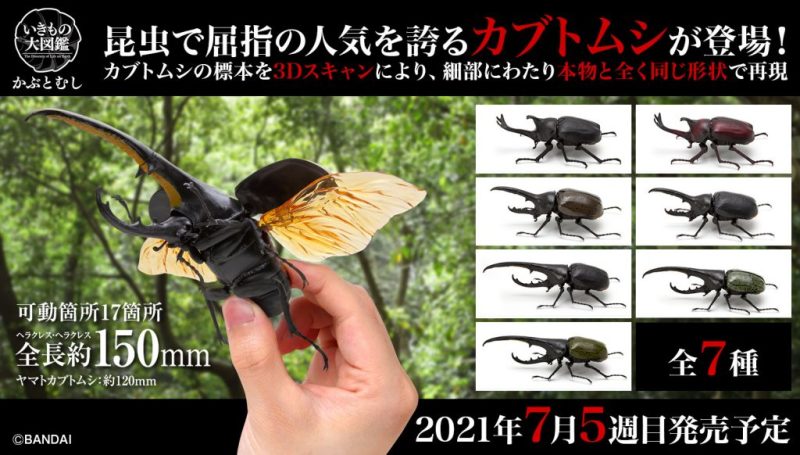 GASHAPON 昆蟲圖鑑超擬真「獨角仙」環保扭蛋 七款大人氣兜蟲襲來~