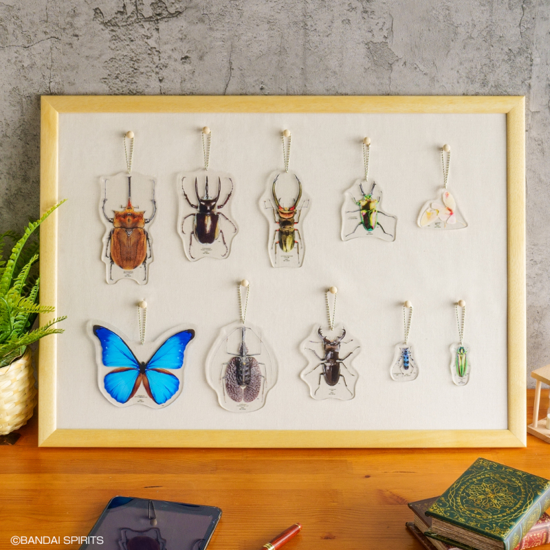 螳螂魔王vs甲蟲勇者！一番賞昆蟲「世界的昆蟲大集合!!」20公分霸氣開戰