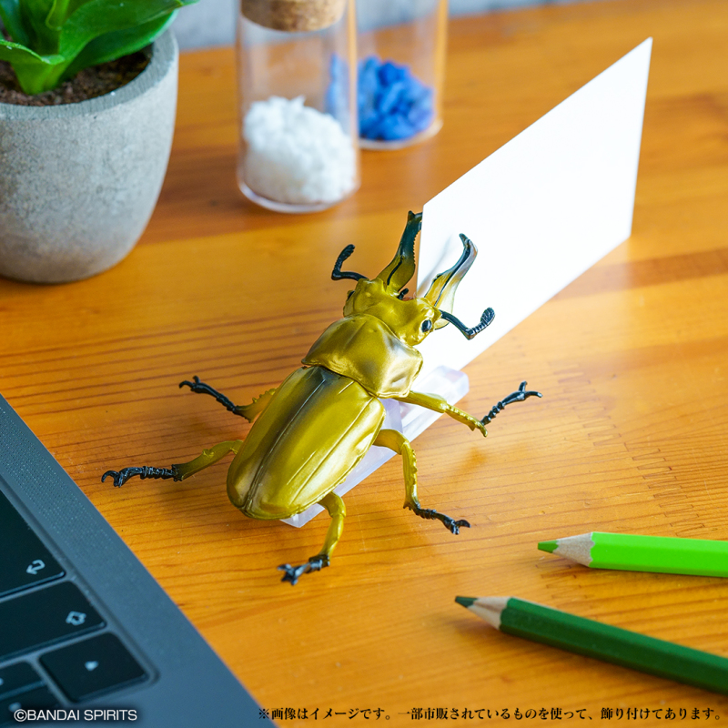 螳螂魔王vs甲蟲勇者！一番賞昆蟲「世界的昆蟲大集合!!」20公分霸氣開戰