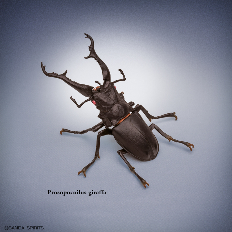 螳螂魔王vs甲蟲勇者！一番賞昆蟲「世界的昆蟲大集合!!」20公分霸氣開戰