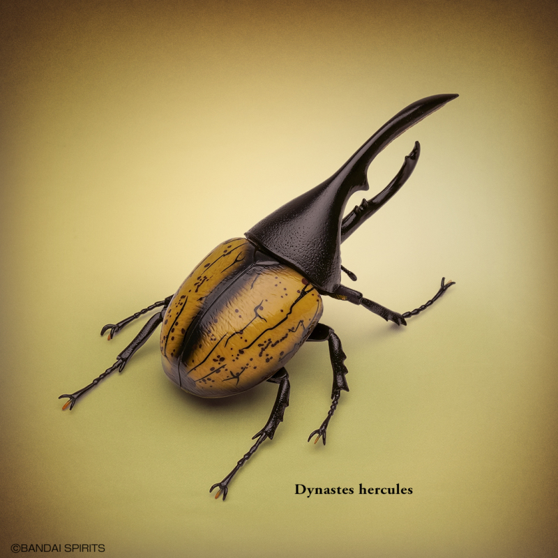 螳螂魔王vs甲蟲勇者！一番賞昆蟲「世界的昆蟲大集合!!」20公分霸氣開戰