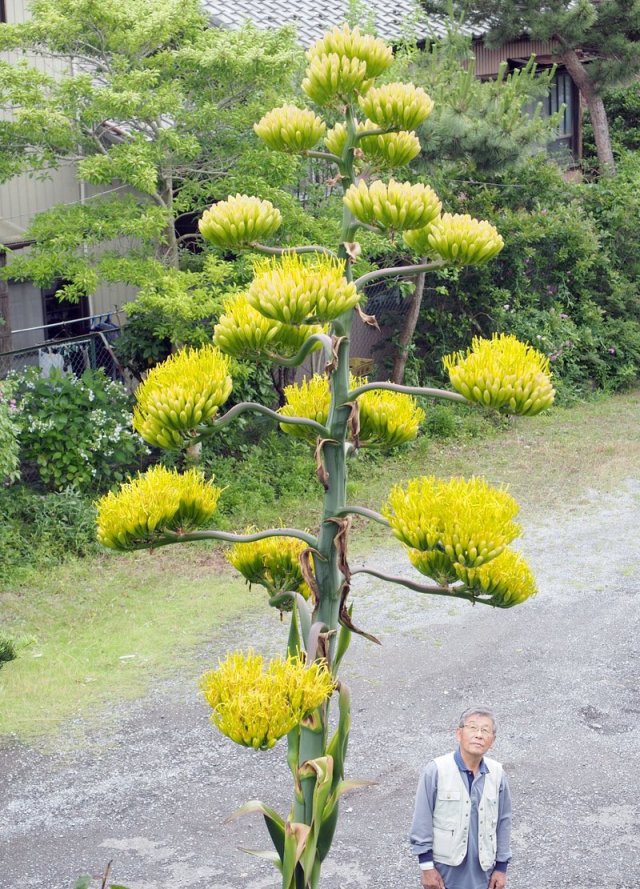 高一種的龍舌蘭「等71年開花」！近90歲爺爺開朗笑：在人生的結尾能看到真好