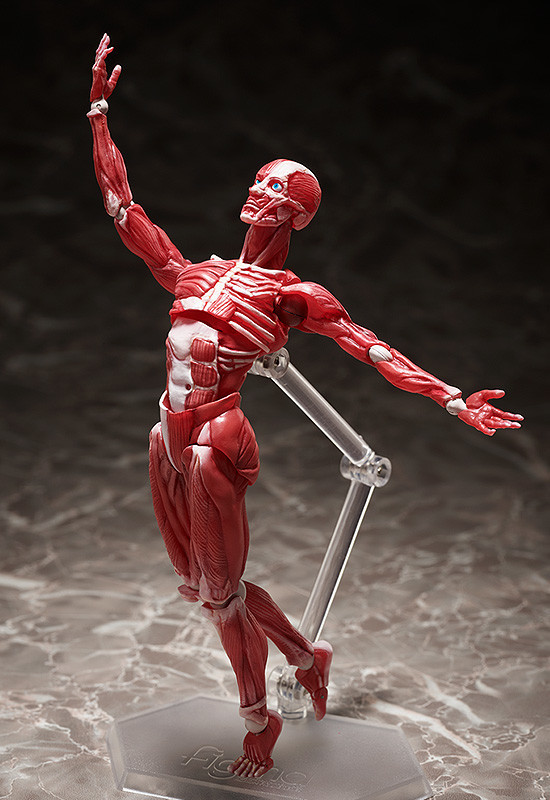 figma 人体模型 thumbnail_510427.jpg