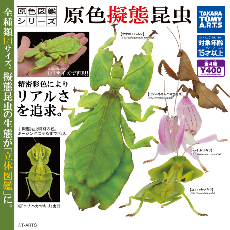 偽裝大師！T-ARTS「原色圖鑑系列 擬態昆蟲」轉蛋 葉䗛、蘭花螳螂1/1 比例擬真還原