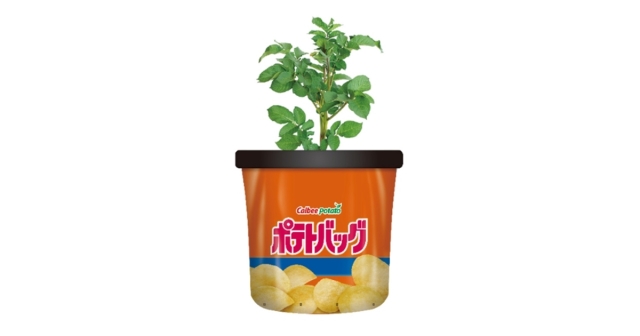 Calbee推出「袋裝種植馬鈴薯」！懶人設計澆水就會長，以後垃圾食物可以不求人了？！