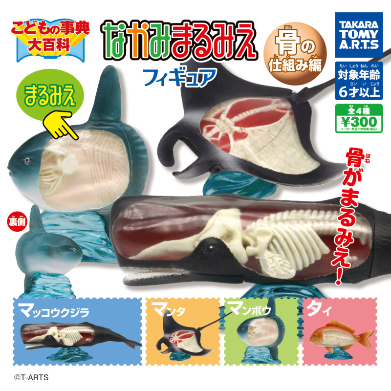T-ARTS「兒童大百科 內部完全透視模型 骨骼的結構篇」（こどもの辞典大百科 なかみまるみえフィギュア 骨の仕組み編）轉蛋