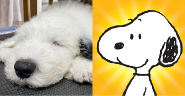 原來「史努比」是真的存在!?日本推主分享自家狗狗萌照　網友直呼「根本史努比本尊吧！」